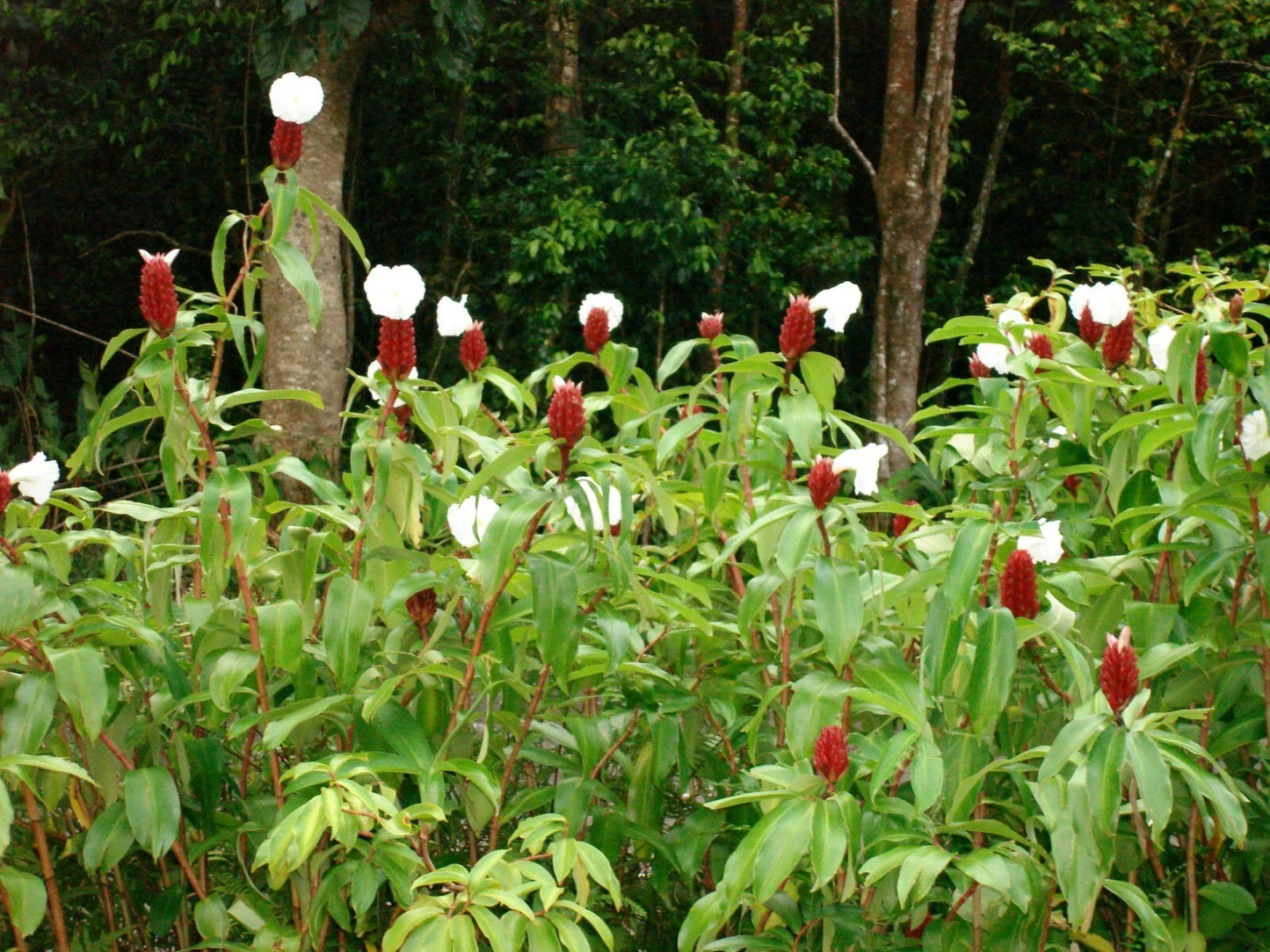 Crepe Ginger Seeds - 5 Rare Costus Speciosus Tropical Seeds for Exotic Garden, Container, Pollinator Attractant, Free Shipping