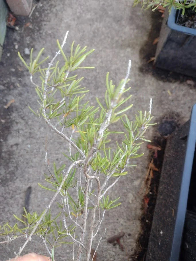 Live Organic Rosemary Plant - 4-Inch Rooted Herb Salvia rosmarinus for Indoor & Outdoor Growing