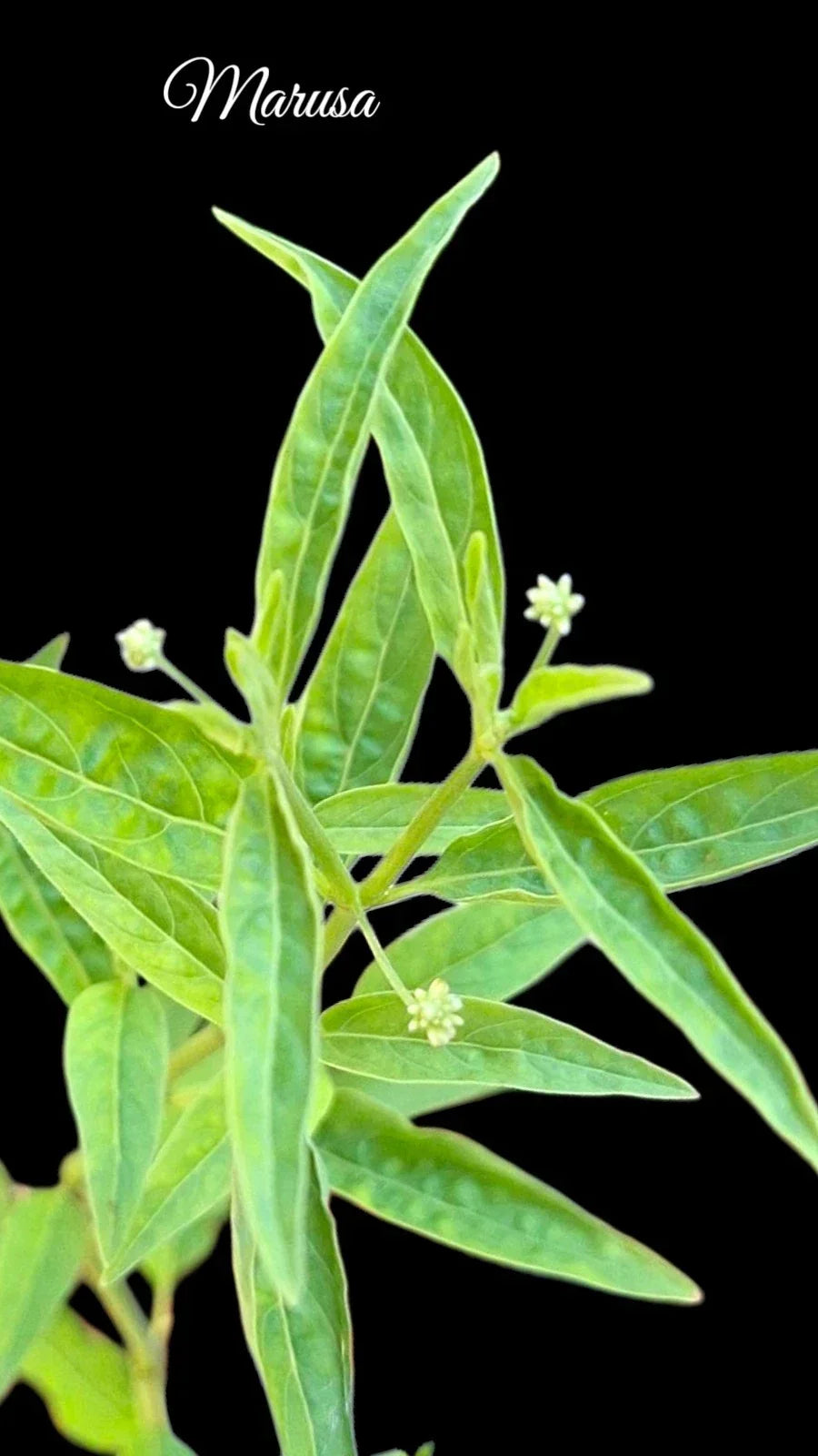 Rare Marusa Plant – 4-Inch Live Pfaffia iresinoides Amazonian Medicinal Herb for Indoor & Outdoor Growth
