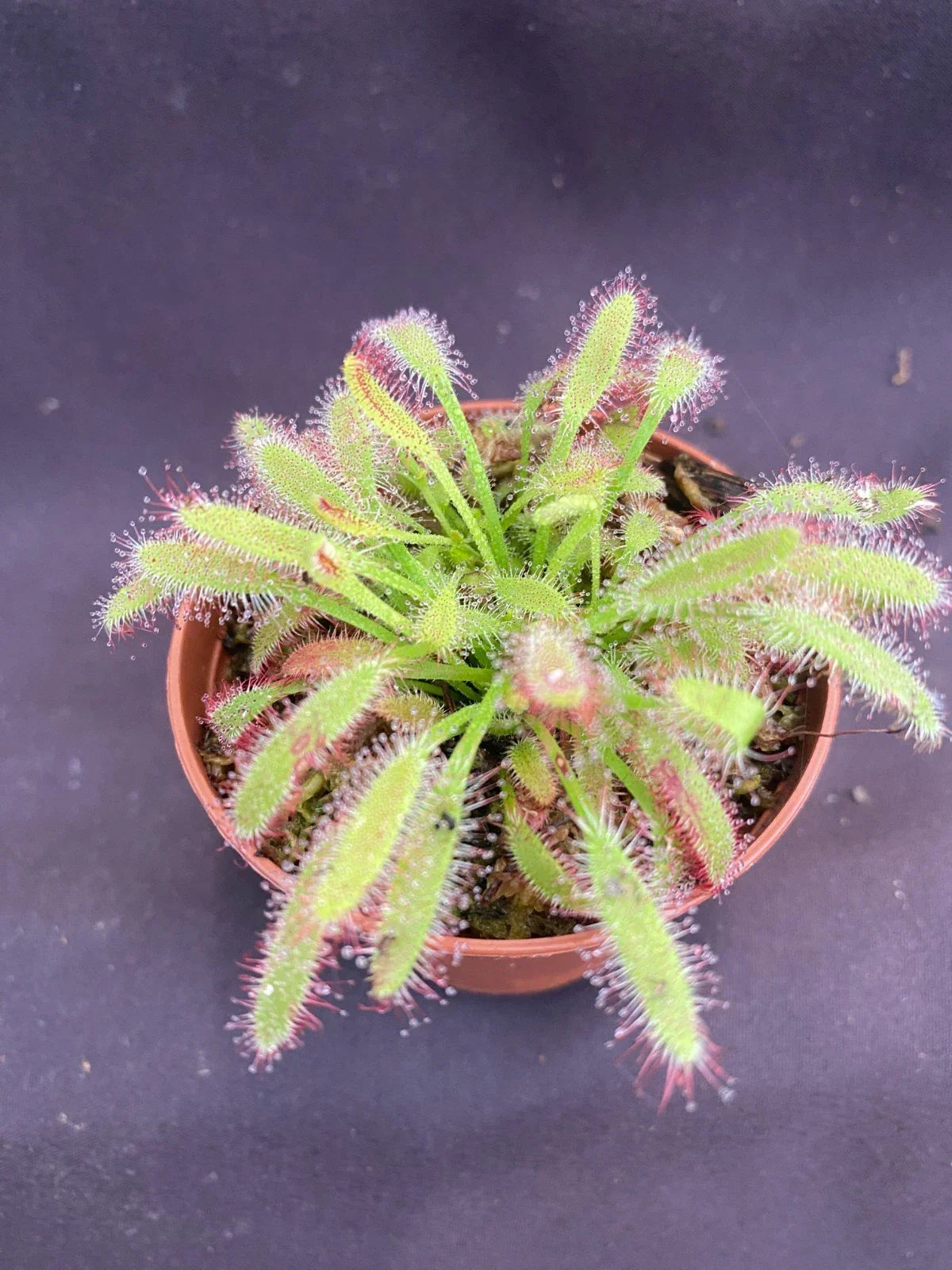 Drosera capensis 'Mini Red' Carnivorous Plant in 2.5" Pot, Indoor Sundew, Rooted Carnivorous Plant for Indoor Gardening