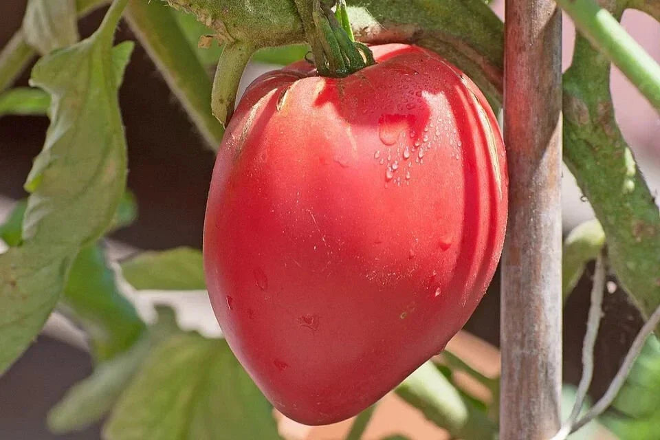 Organic Anna Russian Tomato Seeds - 100 Count Heirloom Non-GMO Gardening Seeds for Home & Container Gardens