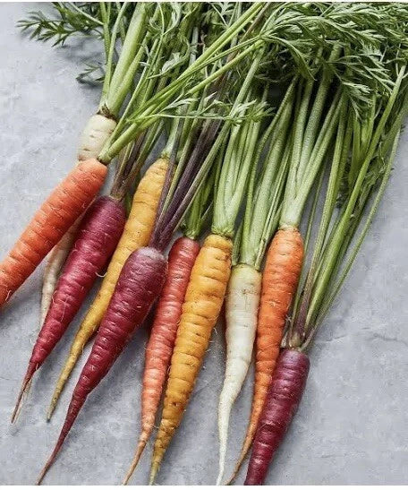 Rainbow Carrot Seeds Blend - 100 Multi-Color Daucus carota Vegetable Garden Seeds for Easy Growing