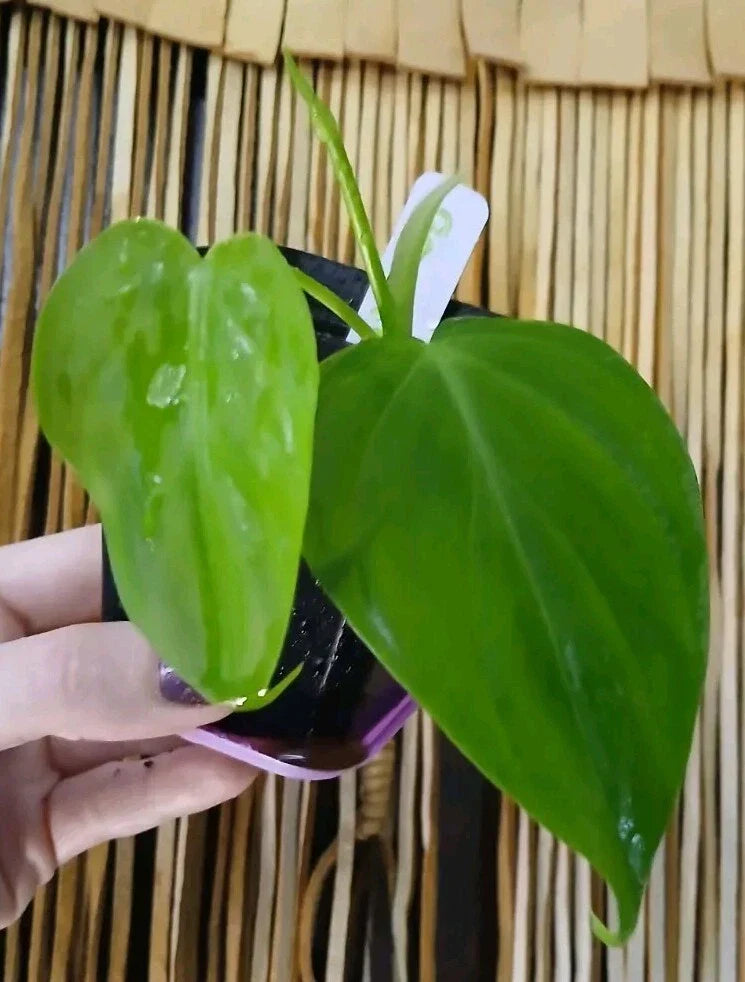 Rare Green Micans Plant - Epipremnum aureum - Indoor Houseplant in 4-inch Pot, Trailing Vine, Air-Purifying, Easy Care, Unique Green Foliage