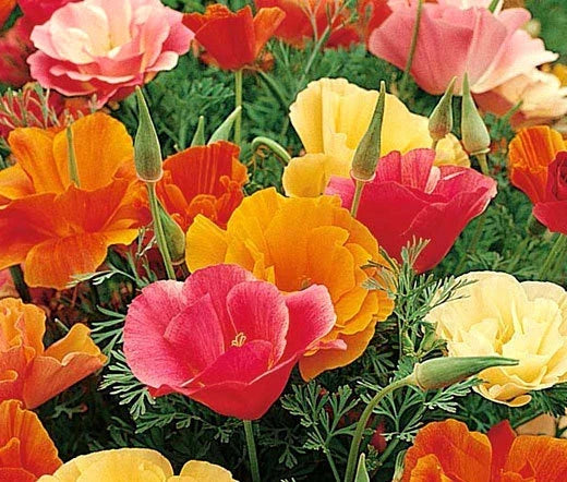 California Poppy Seeds - Mission Bell Variety - 5,000 Bulk Eschscholzia Californica for Wildflower Gardens, Borders & Pollinator Attracting