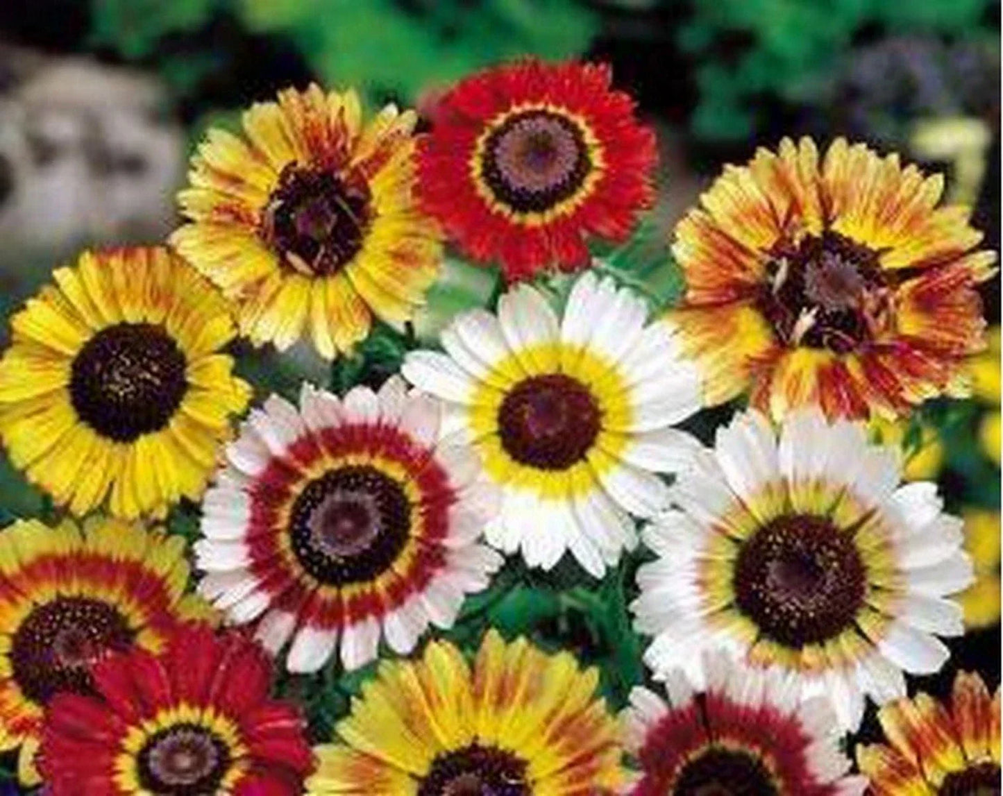 Painted Daisy Seeds, Tricolor Chrysanthemum carinatum, Easy to Grow Flower Seeds for Gardens & Containers