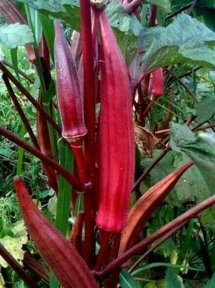 Red Burgundy Okra Seeds - Abelmoschus esculentus - Summer Vegetable Garden, Culinary, 30+ Seeds