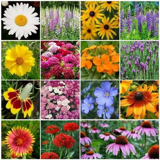Perennial Wildflower Mix Packet – 15 Species Native Flowers for Pollinators, Easy Grow, Colorful Blooming Garden Seeds