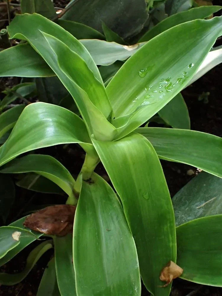 Basket Plant Cuttings (5) Green Callisia fragans Indoor Plant, Fast-Growing Foliage, Easy Care, Natural Decor