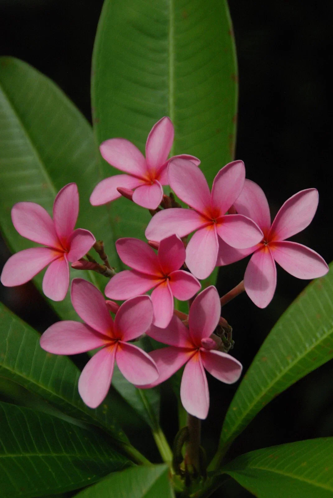 Plumeria Cutting 15-17” Pink Rooted Flower Tropical Plant Florida Grown