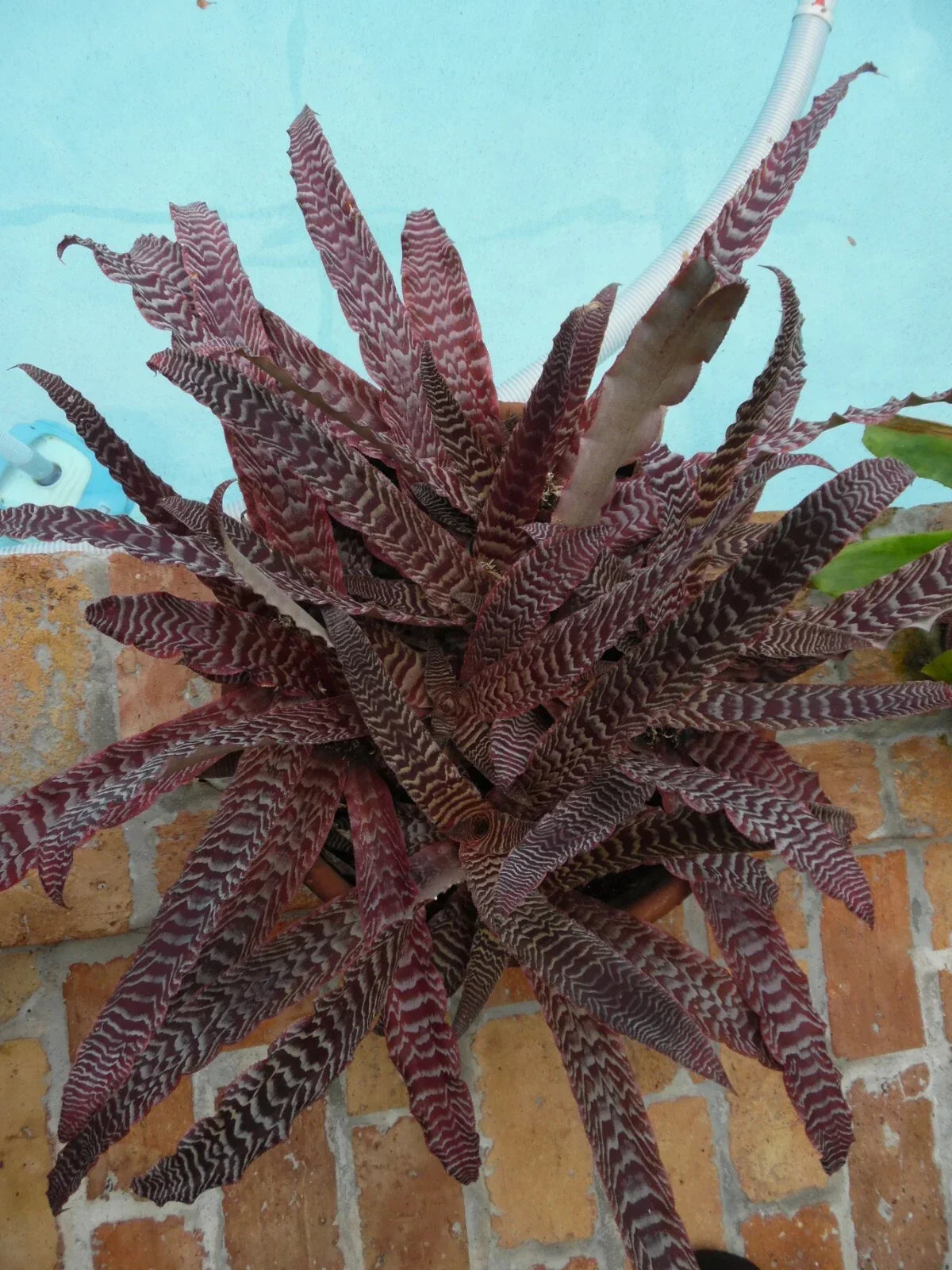 Cryptanthus Pheasant Tail Bromeliad Plant - Medium Tropical Indoor Houseplant with Unique Foliage and Air Purifying Benefits