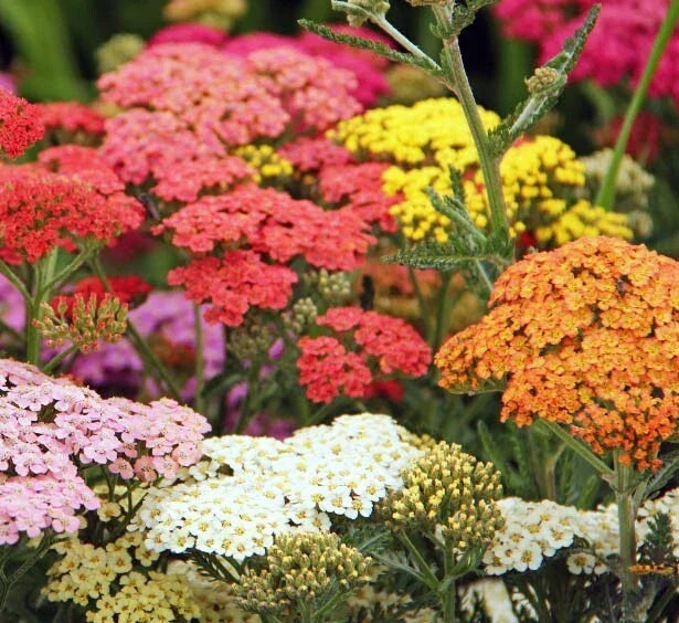 Yarrow Seeds COLORADO Mix Perennial Wildflower Non-GMO 200 Seeds for Xeriscaping Achillea millefolium Seed Pack