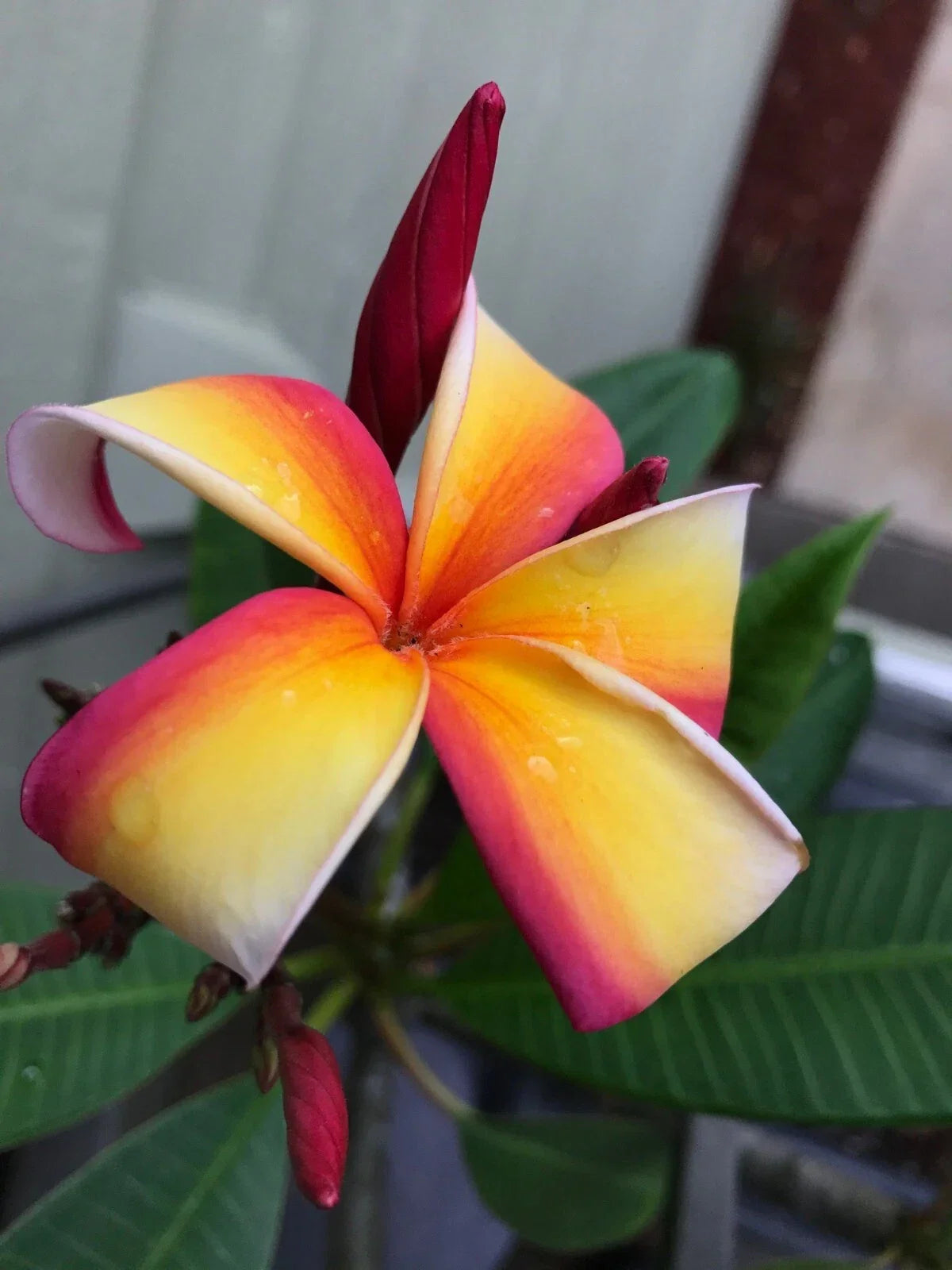 Fresh Plumeria Cutting – 12 Inch Tropical Flowering Plant – Plumeria spp. – Fragrant, Healthy, Garden or Patio Plant