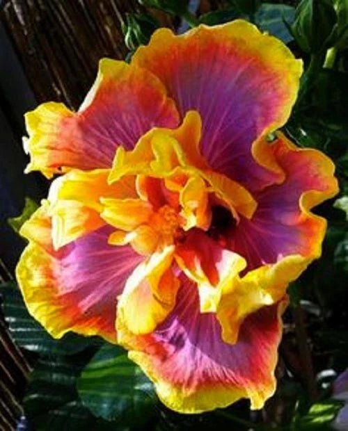 Tropical Hibiscus Starter Plant - Gator Magic - Small Rooted - Hibiscus rosa-sinensis - Bright Blooms for Garden or Container