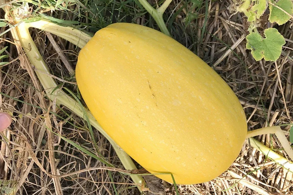 Vegetable Spaghetti Winter Squash Seeds | Non-GMO Cucurbita pepo | Low Carb Pasta Alternative | Vining, Full Sun