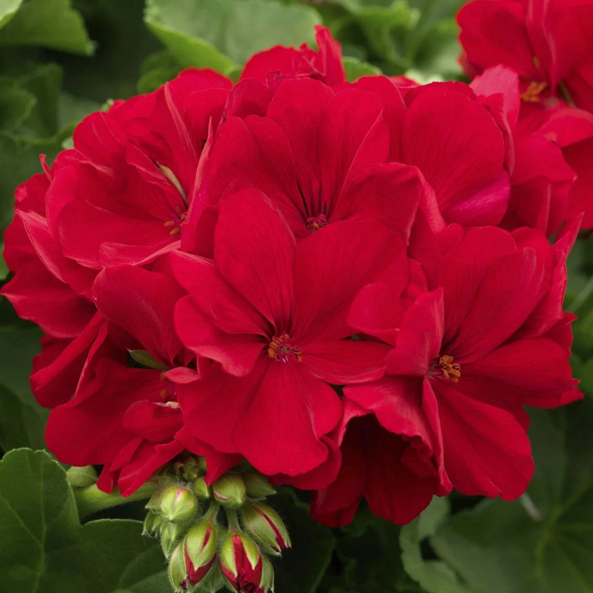 Geranium Cuttings 5 Deep Velvet Red Pelargonium for Rooting - Vibrant Garden Plants for Easy Propagation and Pollinator Attraction
