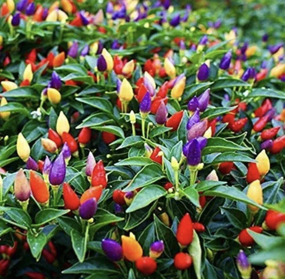Five Color Chili Pepper Seeds - Pack of 50+ Rainbow Capsicum annuum for Garden & Container Planting