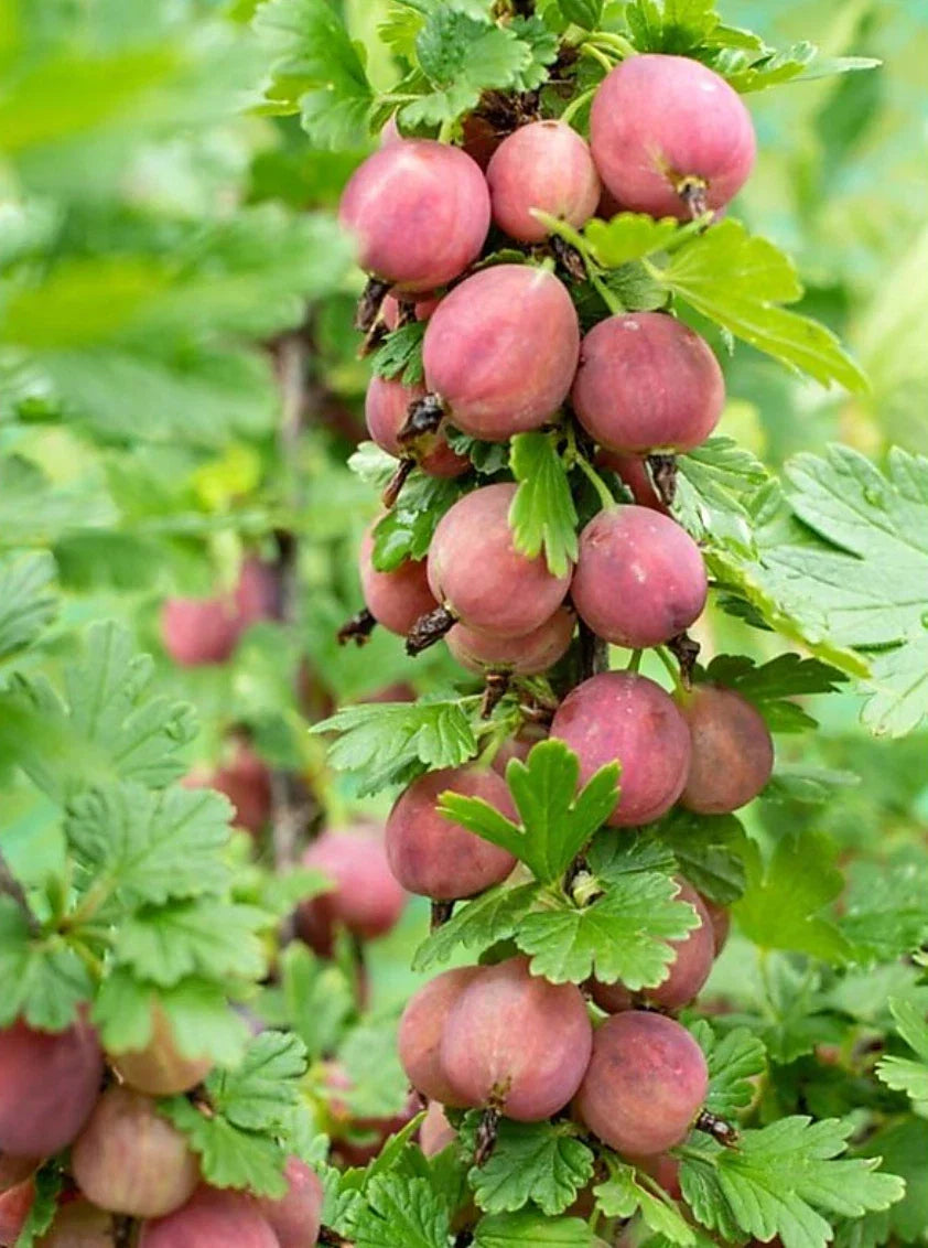 Jeanne Gooseberry Plant - Live Rooted Edible Shrub - Ribes hirtellum - Zones 3-7 - Tart Berries for Fresh Eating & Cooking