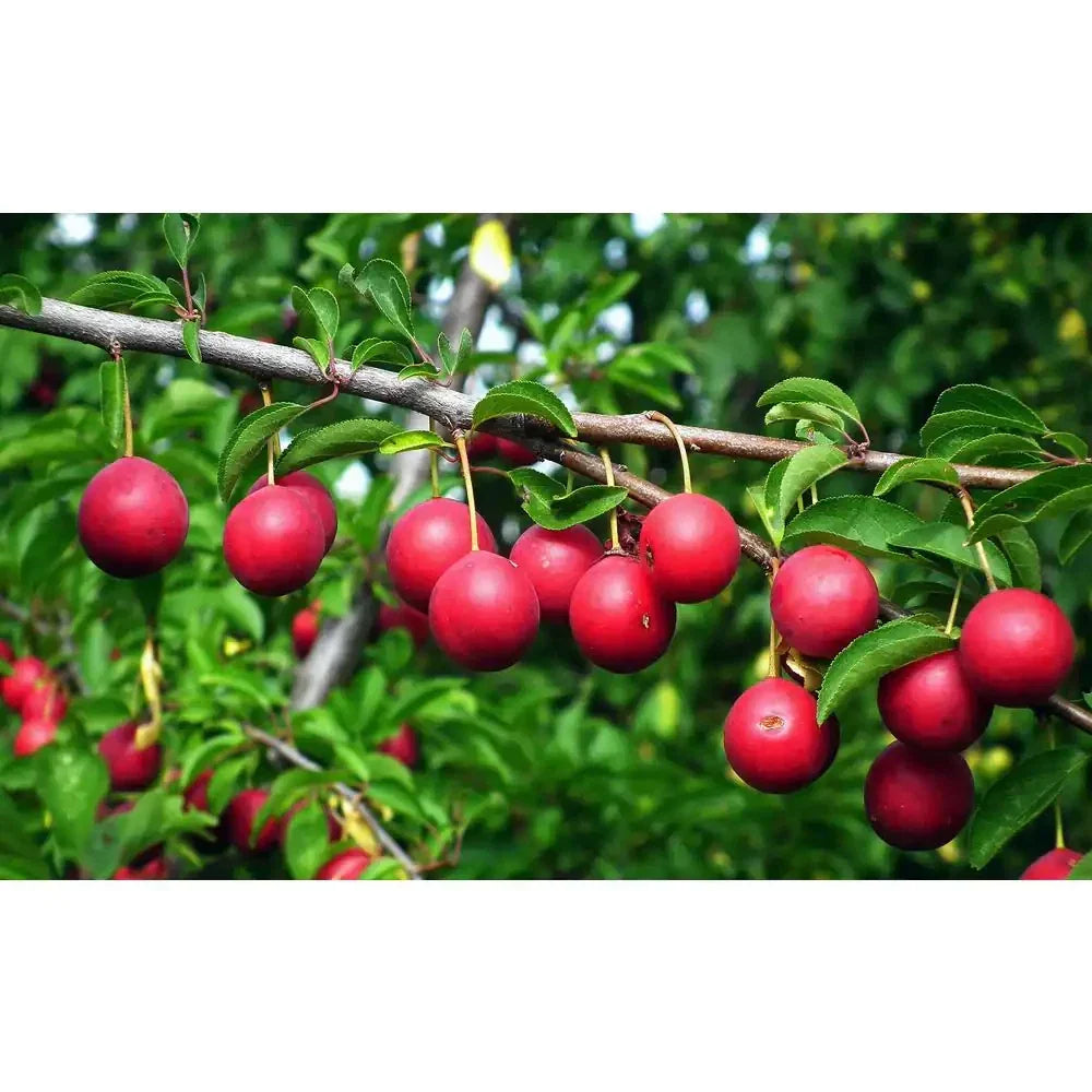 Dwarf Beauty Plum Tree Bare Root – Prunus domestica – Compact Fruit Tree for Small Gardens and Containers