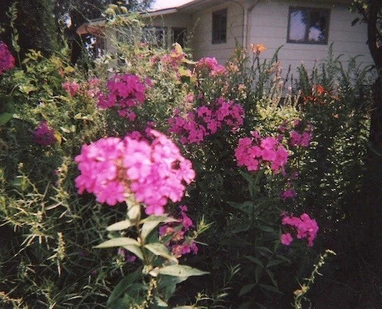 Tall Pink Phlox Plants – 5 Clusters, Butterfly Attracting, Phlox paniculata, Garden Border, Fragrant, Full Sun, Hardy Flower Bed