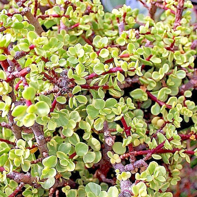 Rainbow Variegated Elephant Bush Dwarf Jade Plant Cuttings - 4-Inch Unrooted Stem, Portulacaria afra, Colorful Foliage for Indoor Garden