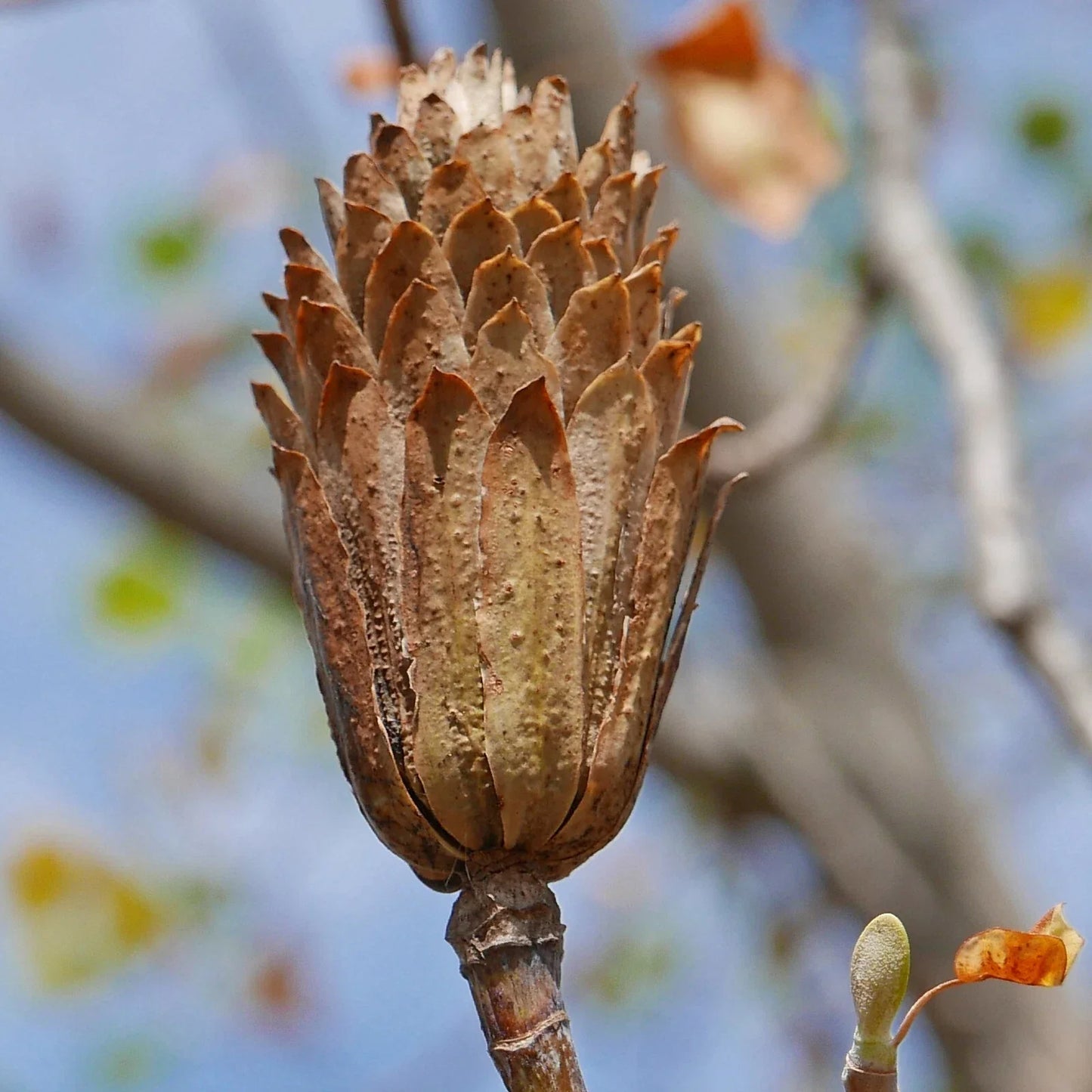 Tulip Tree Seed Pods Samaras - 10 Natural Craft Decorations for Wreaths & Potpourri - Liriodendron tulipifera