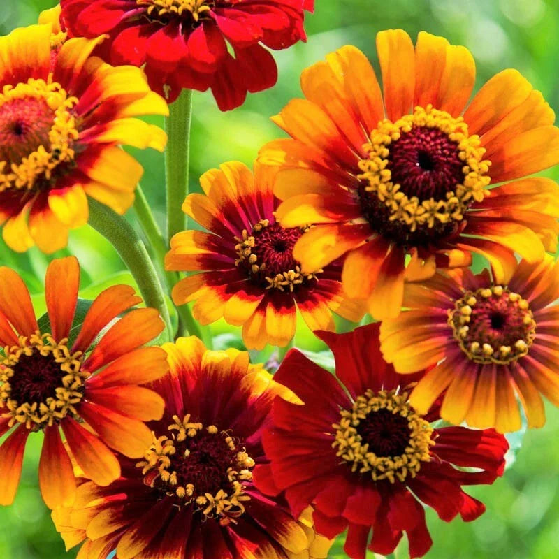 Zinnia Seeds | Bicolor Red Yellow Flowers | Sombrero Zinnia | Zinnia elegans | Annual Garden Flower Seed Pack