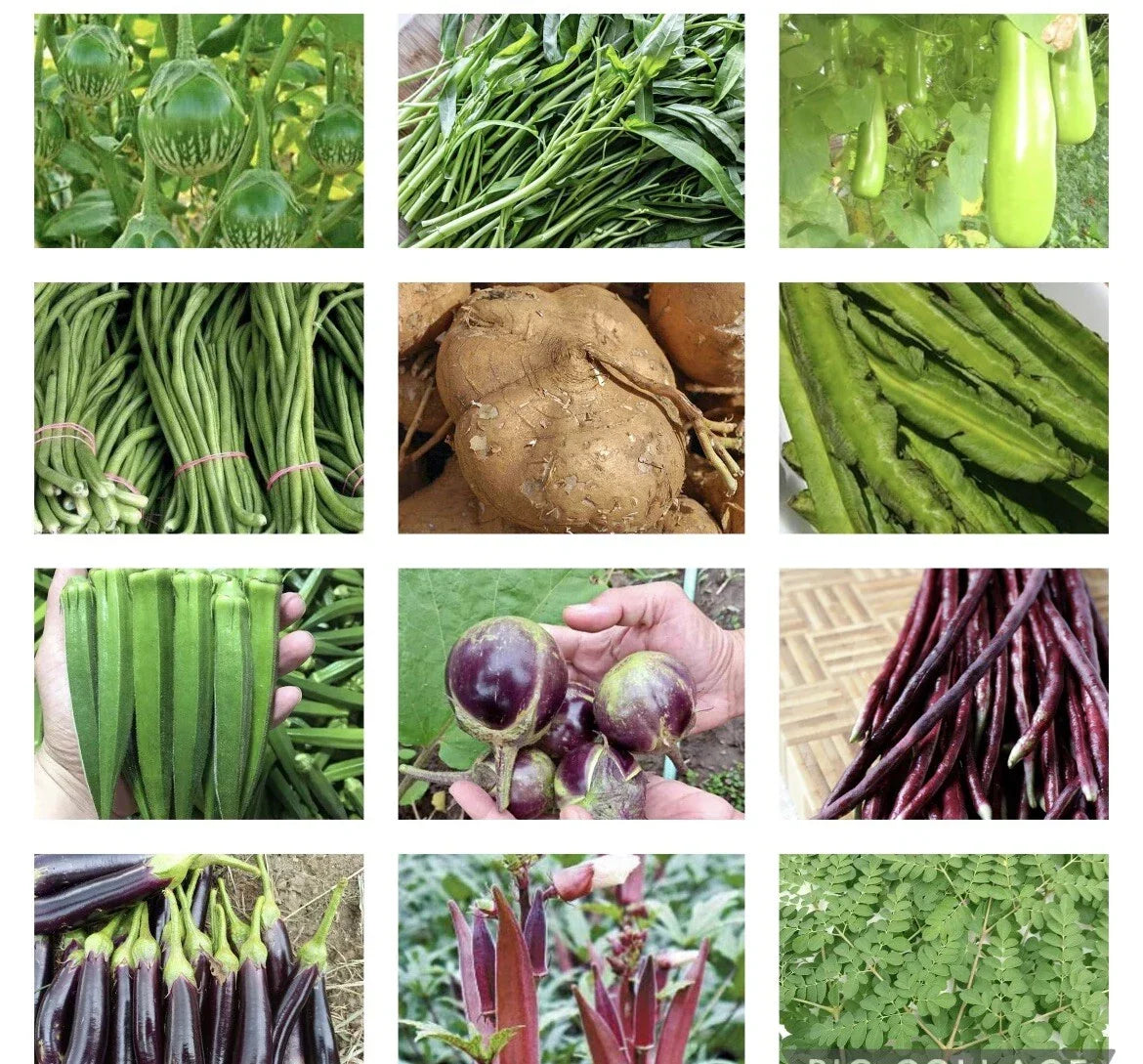 20 Packets Asian Vegetable Seeds Collection – Non-GMO, Heirloom, Edamame, Bok Choy, Chinese Cabbage, Home Garden, Container Gardening