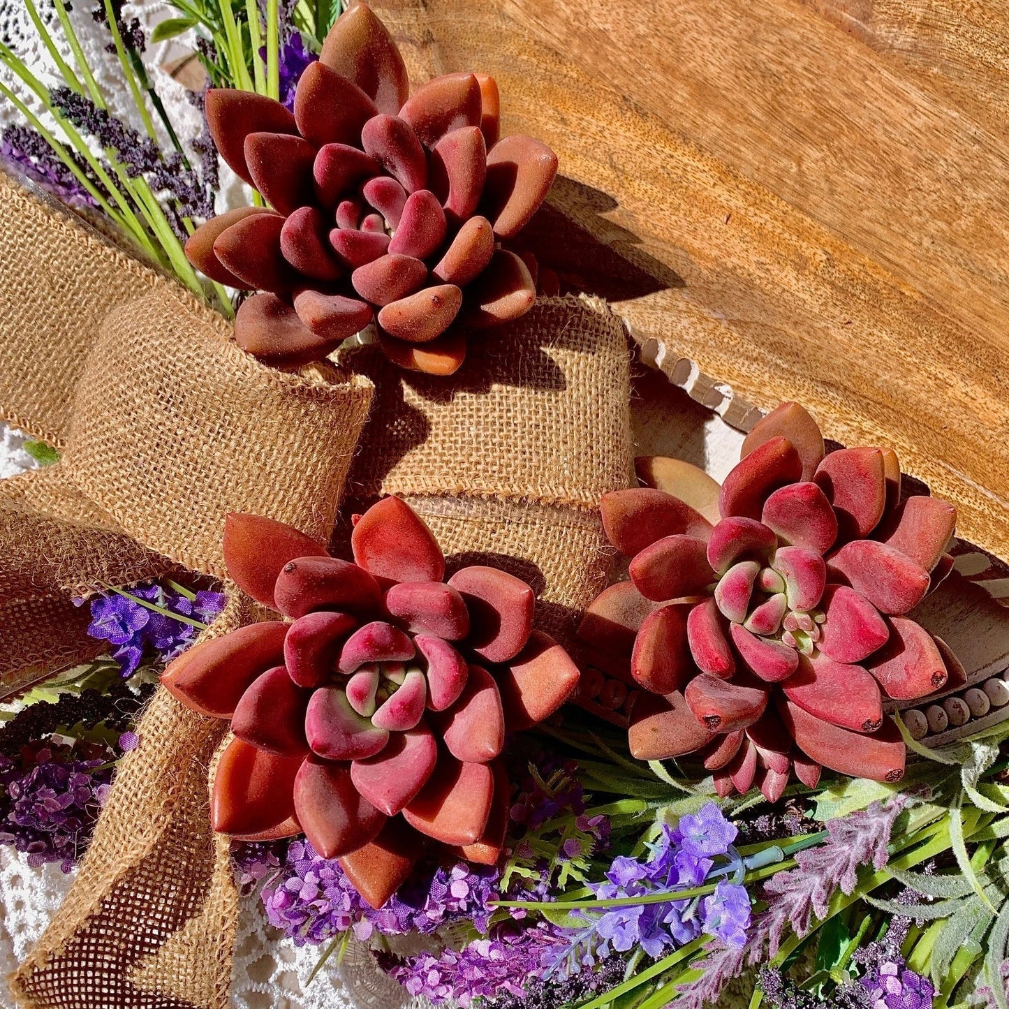 Succulent Plant Bare Root Graptoveria Ruby Donna - Easy Care Indoor Outdoor Succulent Garden