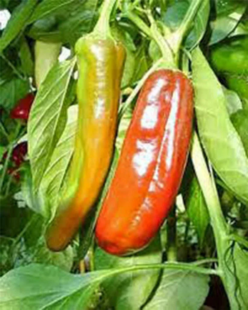 Anaheim Pepper Seeds 500 Count Heirloom Non-GMO Capsicum annuum Mildly Spicy for Salsas, Grilling & Garden