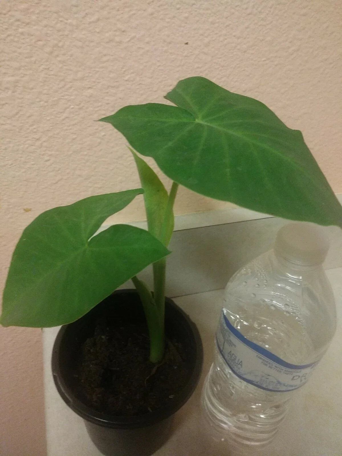 Giant Elephant Ear Live Plant in Pot - Alocasia macrorrhiza - Tropical Indoor Outdoor Foliage - Large Heart-Shaped Leaves