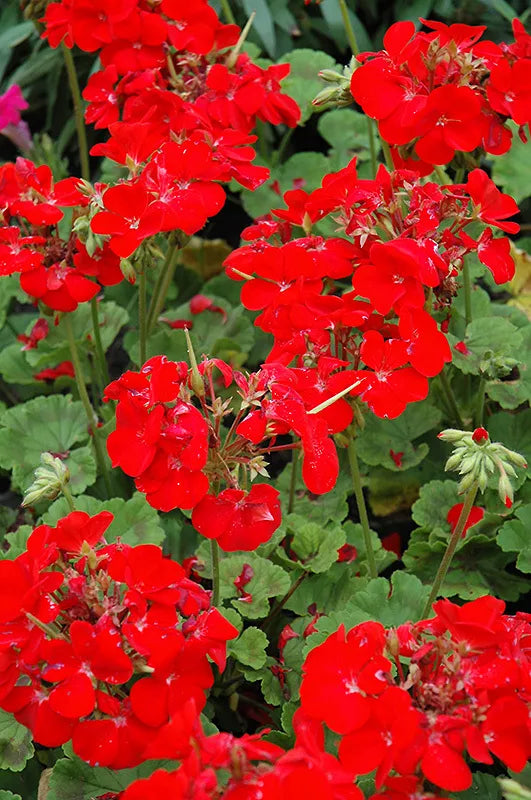 Pinto Deep Red Geranium Seeds - Pelargonium x hortorum - Bright Red Blooms - Pack of 12 Seeds - Free Shipping