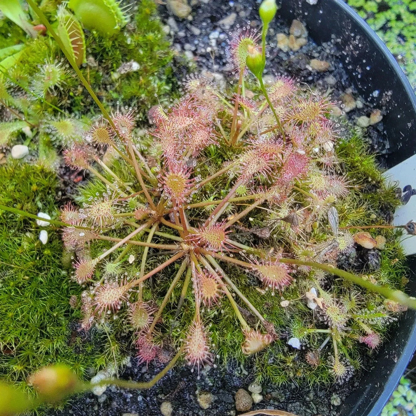 Drosera intermedia Bare Root Sundew Plant - Carnivorous Insect-Eating Perennial for Terrariums and Bog Gardens