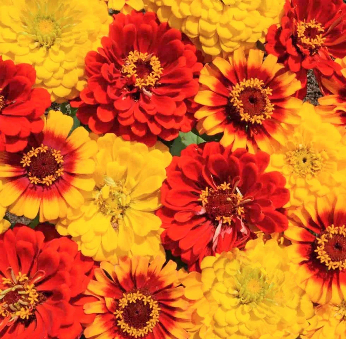 Zinnia Seeds - South of the Border Mix Red and Yellow Flowers - Zinnia elegans - Summer to Fall Blooming, Pollinator Attracting