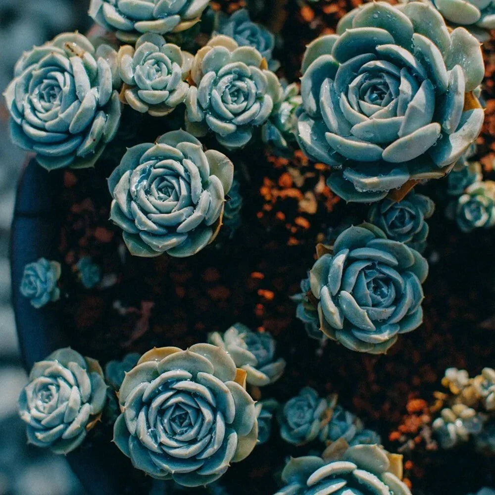 Blue Midnight Oil Succulent Seeds - Lithops spp. 100pcs for Garden & Indoor Planting