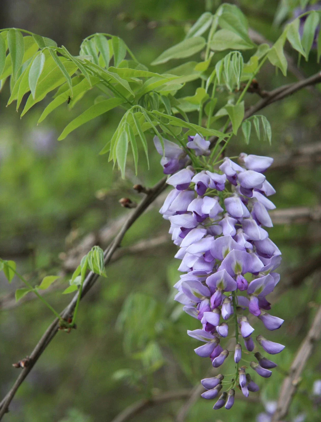 American Wisteria Seeds - Wisteria frutescens Climbing Vine for Gardens, Fragrant Purple Flowers, Pollinator Attractant, Hardy Perennial