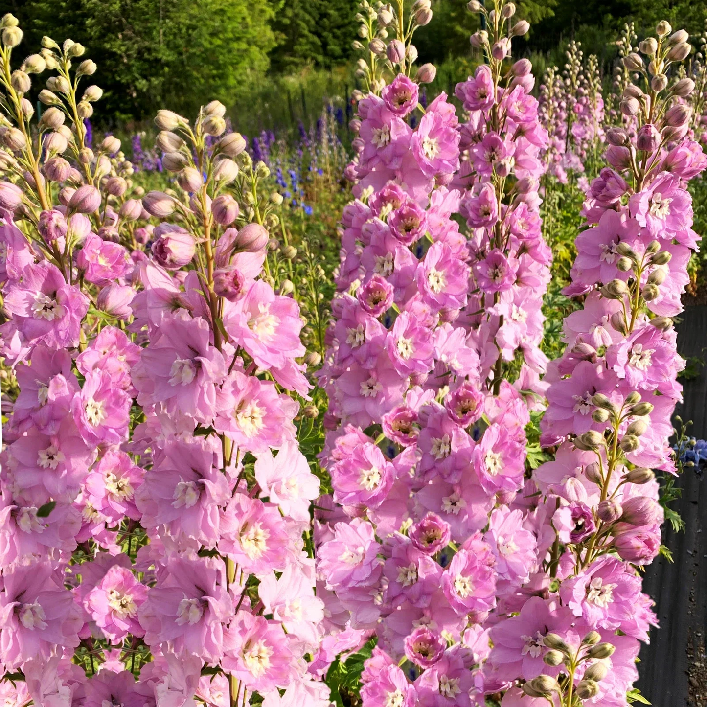 Pink Queen Rocket Larkspur Seeds - Light Pink Blush Pastel Flowers - Consolida ajacis - Pack of 50 Seeds