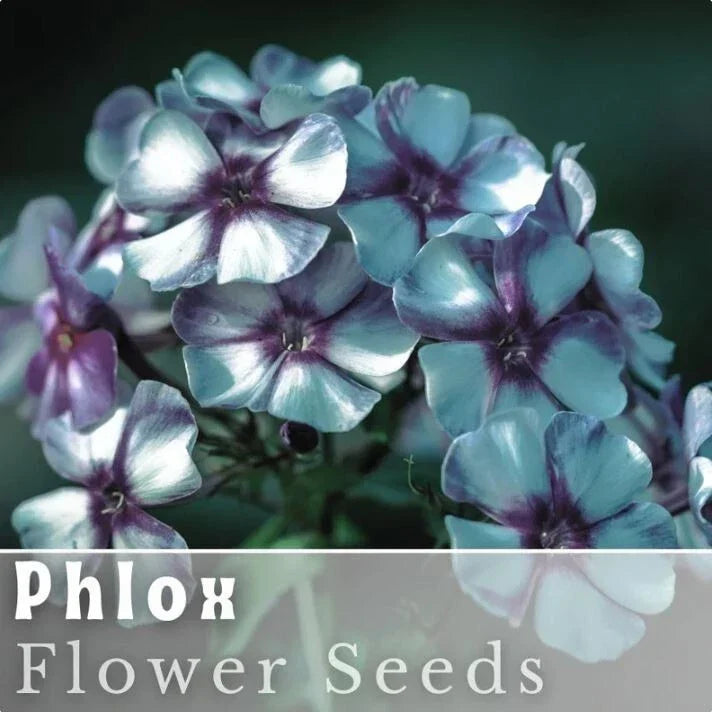 Phlox Seeds - 125 Pack - Bold Stripe Phlox (Phlox drummondii) - Vibrant Annual Garden Flower for Borders & Containers