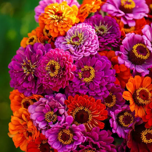 Zinnia Seeds - Purple Dream Mix with Red Double Blooms - 100 Seeds - Attracts Butterflies & Hummingbirds - Zinnia elegans Seed Packet