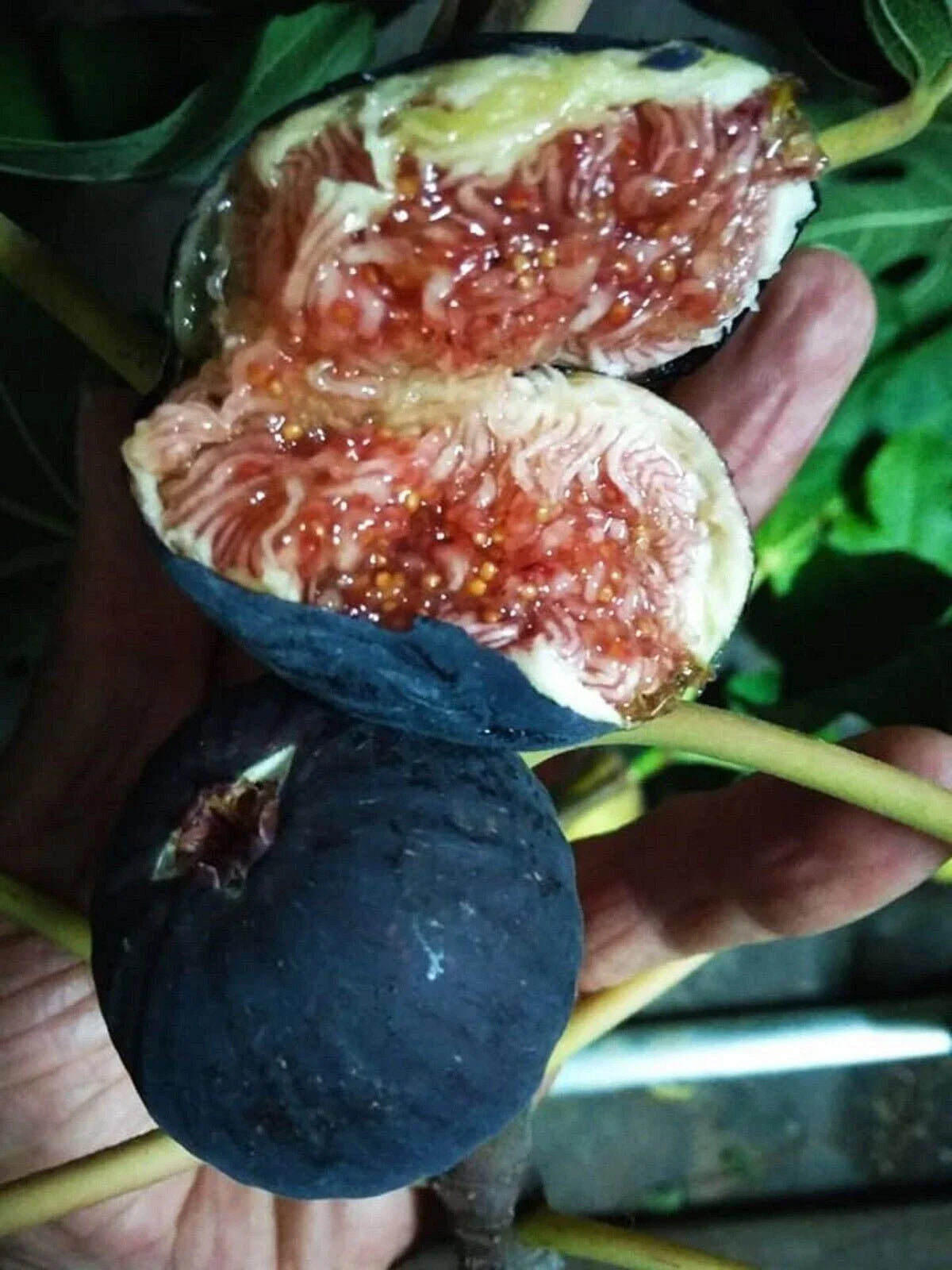 Black Madeira Fig Cutting - Non-Rooted Ficus carica 'Black Madeira' for Gardeners and Growers