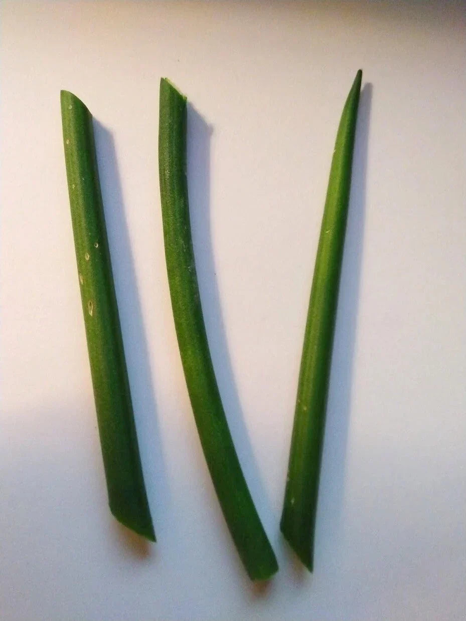 Fernwood Snake Plant Cuttings - Unrooted Sansevieria trifasciata 'Fernwood' for Indoor Gardening, Air Purifying, Easy Propagation
