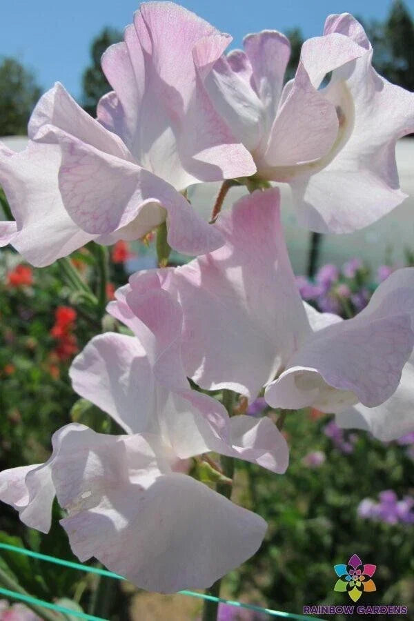 Deborah Devonshire Sweet Pea Seeds – Heirloom Lathyrus odoratus for Garden, Climbing Vine, Fragrant Blooms, 50 Seeds