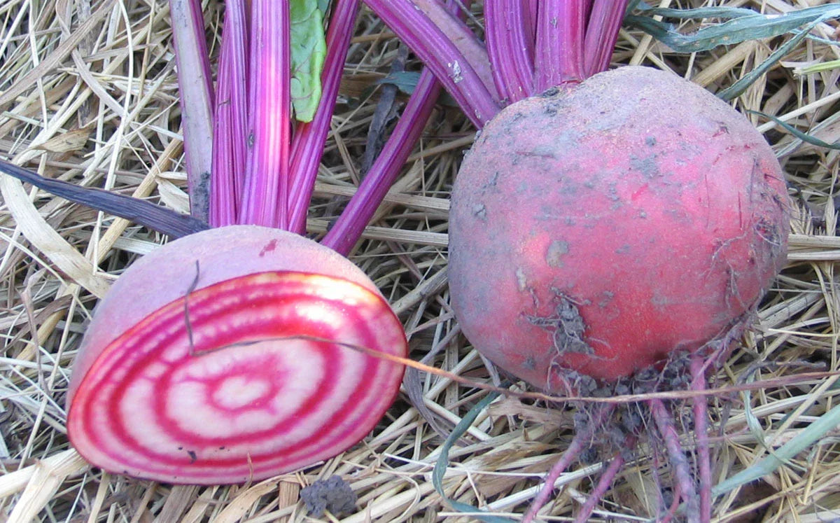Candy Cane Beet Seeds - Heirloom Beta vulgaris, 50 Seeds, Striped Red & White, Sweet Flavor, for Gardens & Culinary Use