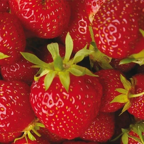 Strawberry Plants 10 Roots Allstar June-bearing & 7 Pomegranate Cuttings Fragaria ananassa - Easy to Grow, Fruitful Garden