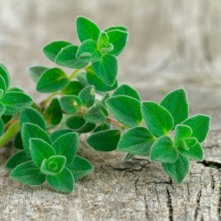 Oregano Live Herb Plant Set of 2 - Culinary Perennial in 4 Inch Pot - Origanum for Cooking and Gardening