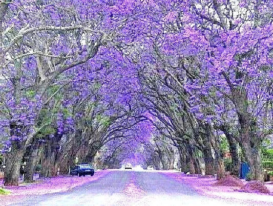 Blue Jacaranda Seeds - 20 Perennial Flowering Tree Seeds Jacaranda mimosifolia for Garden Planting