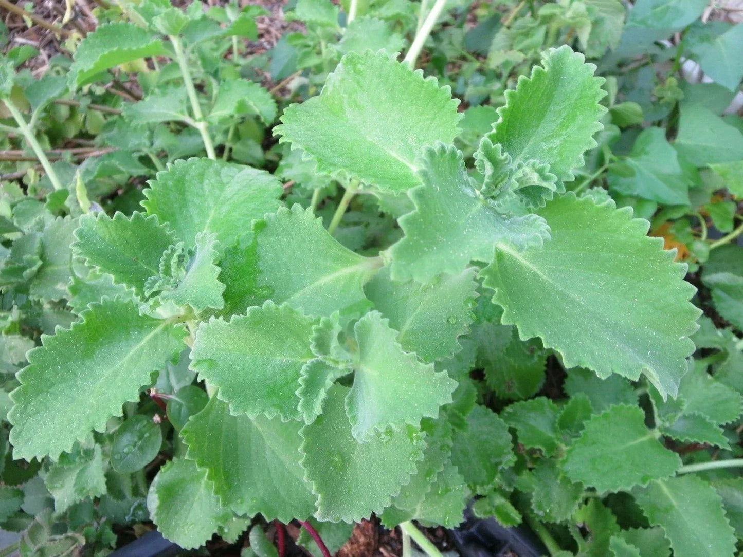 Cuban Oregano Cuttings - 6 Live Unrooted Edible Herb Plants - Plectranthus amboinicus for Culinary Use