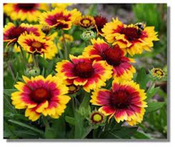 Arizona Sun Blanket Flower Seeds - 100 Count - Gaillardia pulchella - Bright Large Blooms for Vibrant Gardens