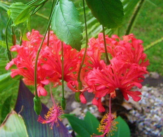 Rooted Hibiscus Schizopetalus Starter Plant - Chinese Lantern, Bare Root, Vibrant Lantern-Shaped Flowers, Butterfly & Hummingbird Attracting