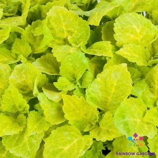 Coleus Seeds - Fairway Yellow Variety, Colorful Foliage, Solenostemon scutellarioides, Garden Planting, 25+ Seeds