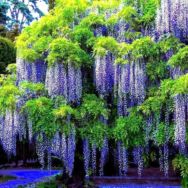 Chinese Blue Wisteria Seeds - 10 Pack, Hardy Flowering Vine, Wisteria sinensis for Garden & Bonsai, Blue Cascading Flowers